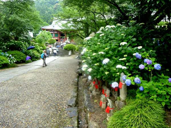 矢田寺 あじさい_e0048413_21154358.jpg