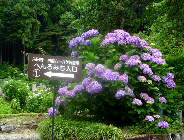 矢田寺 あじさい_e0048413_21161954.jpg