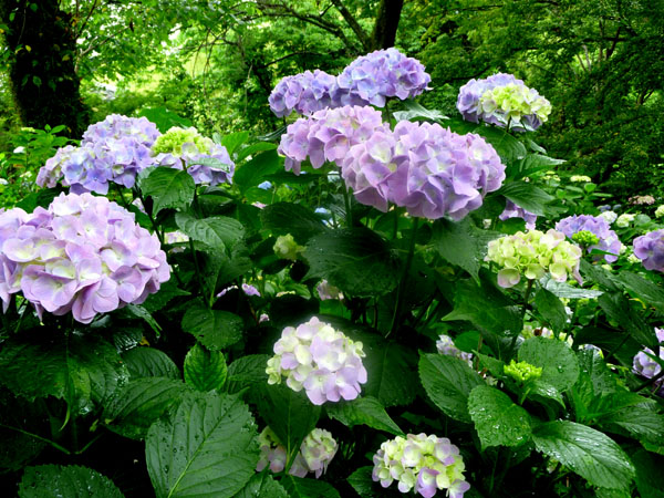 矢田寺 あじさい_e0048413_21163322.jpg