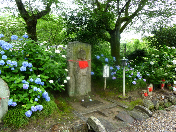 矢田寺 あじさい_e0048413_2116964.jpg