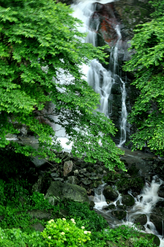 霧合滝の紫陽花_f0184314_15361973.jpg