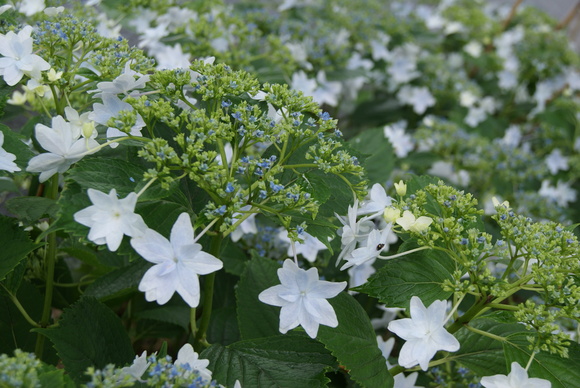 若松　高塔山公園　紫陽花祭り_c0020320_1631316.jpg