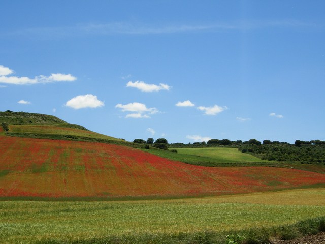 ヒナゲシ　Amapolas_c0213220_17383965.jpg
