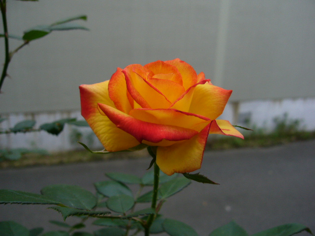 d0000324_1317224.jpg