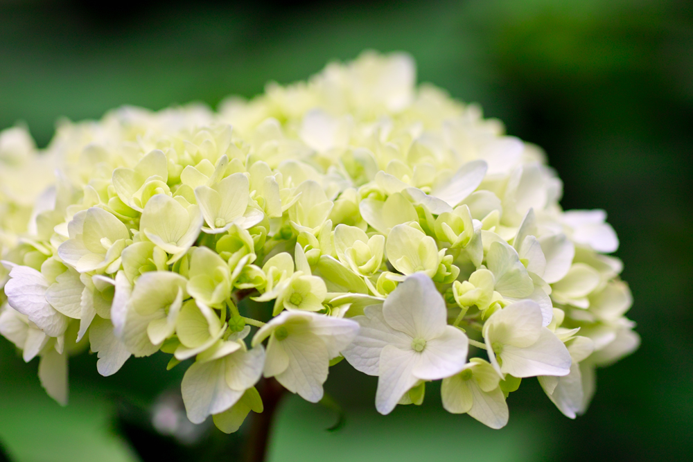 紫陽花の季節 曇り空の日には しゃしん三昧 趣味カメラ レクサス 着物の日々