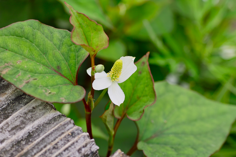 紫陽花の季節 曇り空の日には しゃしん三昧 趣味カメラ レクサス 着物の日々
