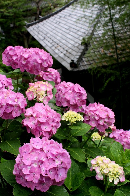 d0085025_1320399.jpg