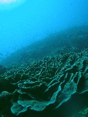 11.6.18 今日も宜野湾沖を_b0100730_22413765.jpg