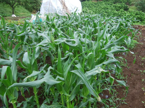 雨で急成長の野菜..._b0137932_6582364.jpg