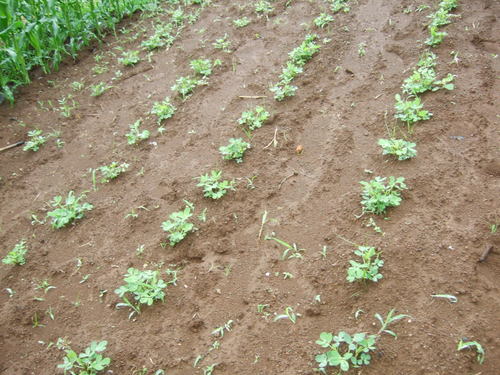 雨で急成長の野菜..._b0137932_6583331.jpg
