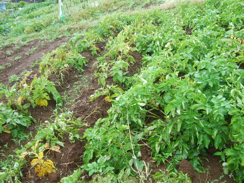 雨で急成長の野菜..._b0137932_70655.jpg