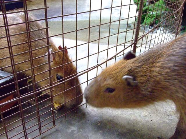 仁義なき戦い バナナ篇 その3_a0179837_15222661.jpg