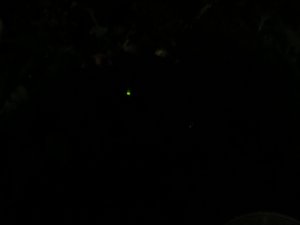 d0142944_12441940.jpg