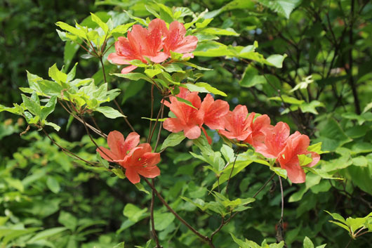 山の花達(1)_c0093046_23155295.jpg