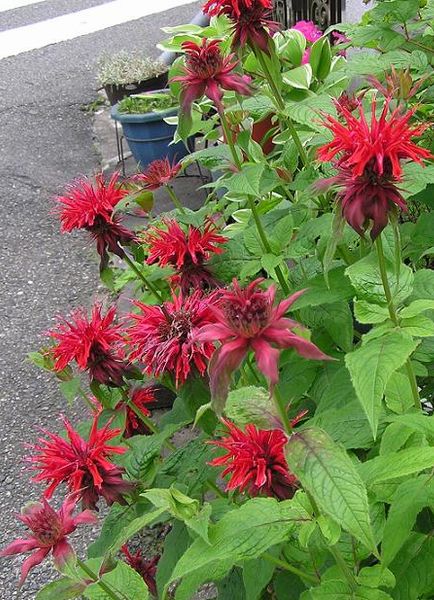 松明花 たいまつばな 野々花