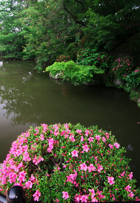 サツキ咲く清水寺_f0155048_19495294.jpg