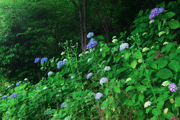 サツキ咲く清水寺_f0155048_19505729.jpg