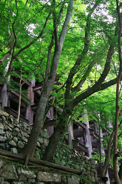 サツキ咲く清水寺_f0155048_1950738.jpg