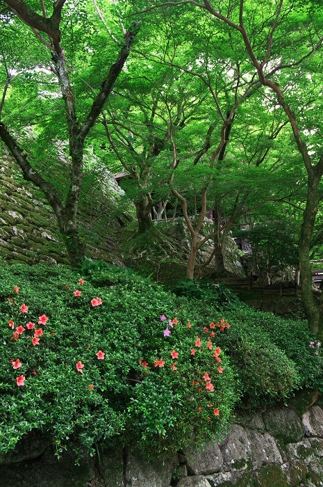 サツキ咲く清水寺_f0155048_1950992.jpg