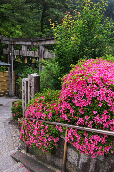 サツキ咲く清水寺_f0155048_19523628.jpg