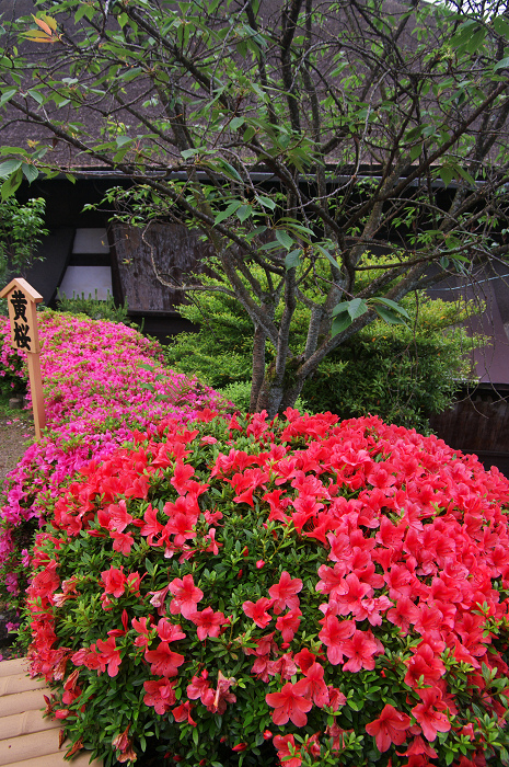 サツキ咲く清水寺_f0155048_1952395.jpg