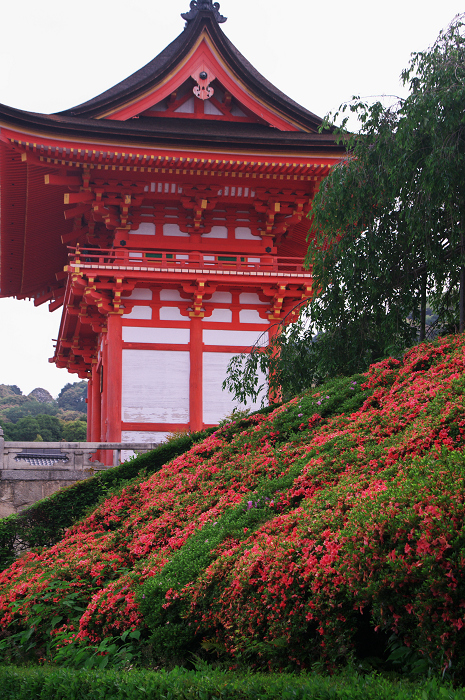 サツキ咲く清水寺_f0155048_19525432.jpg