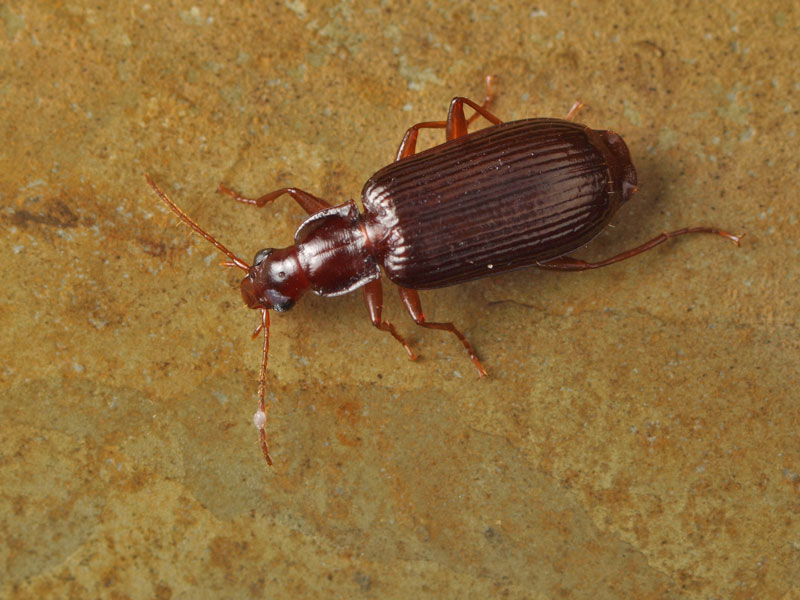 デカい！異様な大きさのパイザラゴミムシ Zara Size Medium