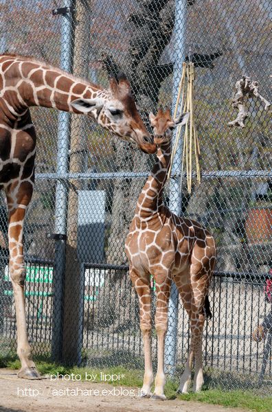 キリンの親子愛 動物園でお散歩