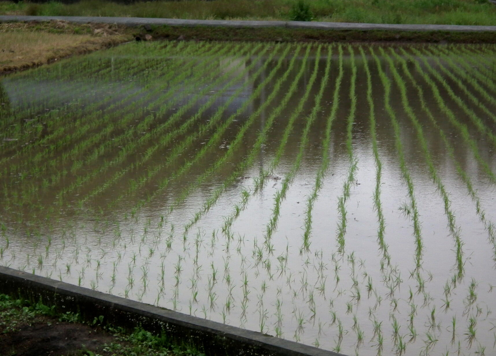 天然記念物…夫婦大楠・下賀茂温泉　伊豆の旅　№５_e0064158_23205561.jpg