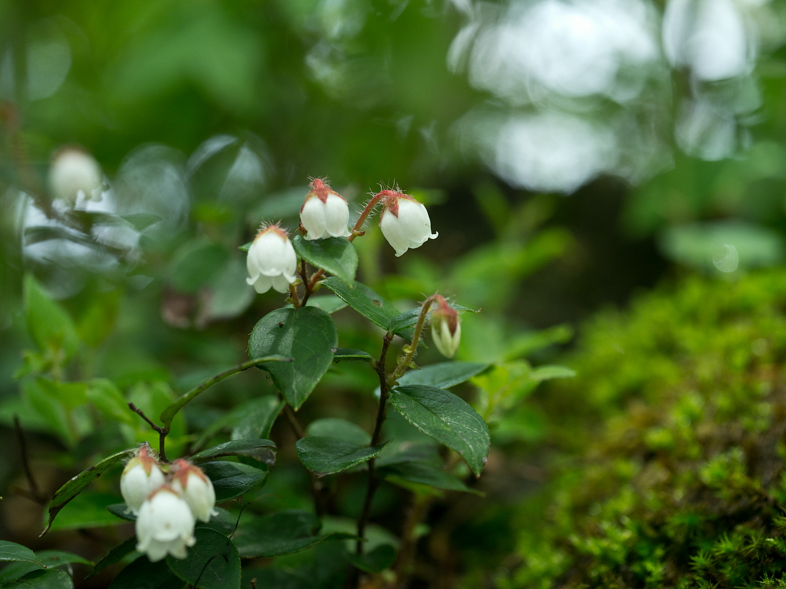 比婆山の花々・終わり_e0015567_2065635.jpg