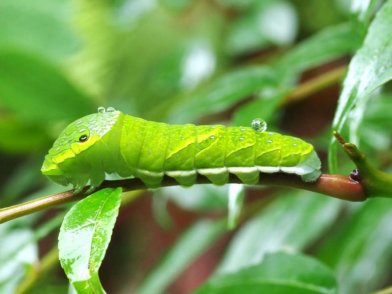 カラスアゲハ幼虫 みなみかぜ通信