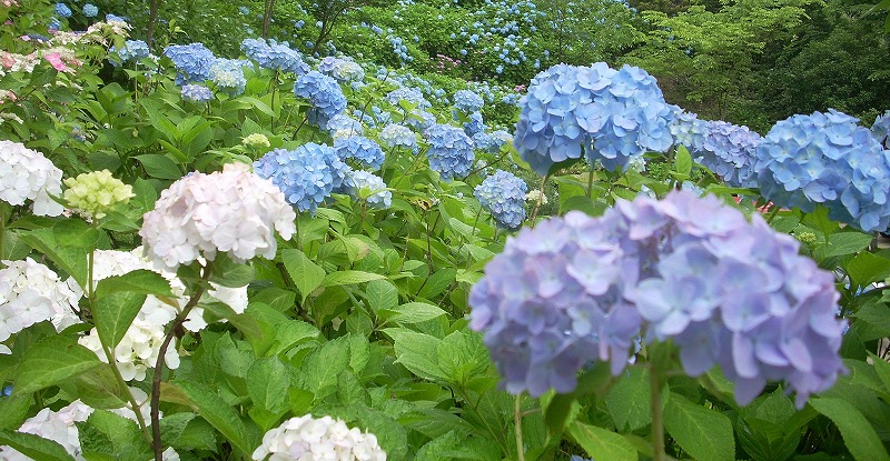 菓子乃季の紫陽花_c0153173_19584411.jpg