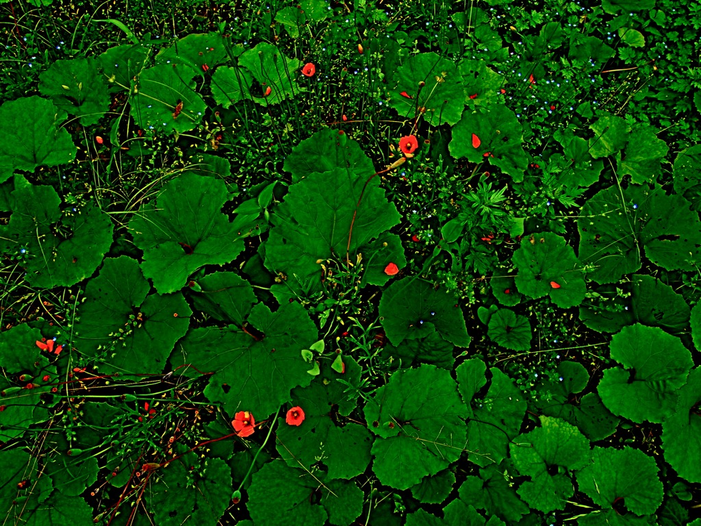 e0231581_12425189.jpg