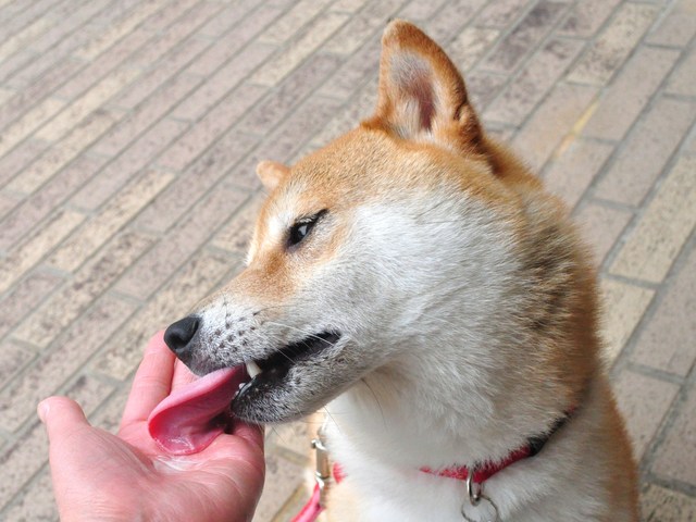 その熱い視線に負けた!_a0126590_0425385.jpg