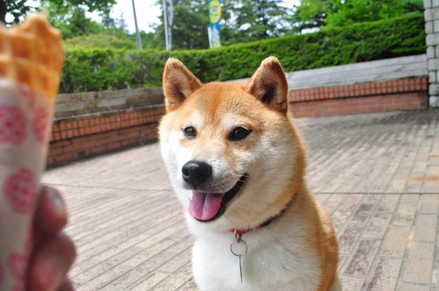 その熱い視線に負けた!_a0126590_048076.jpg
