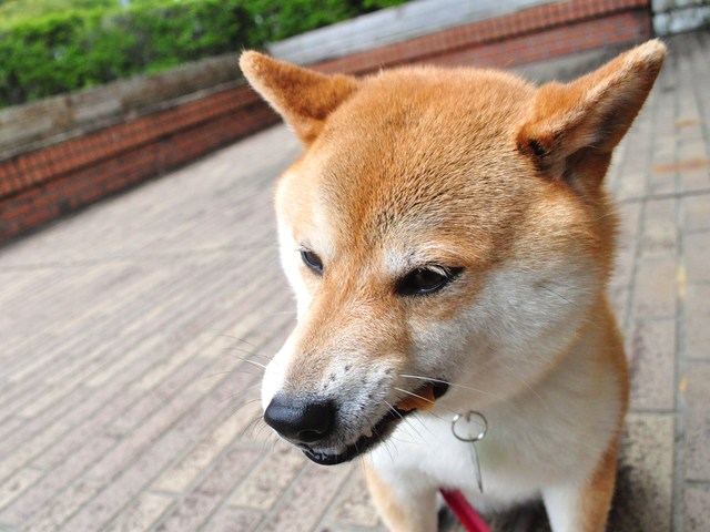 その熱い視線に負けた!_a0126590_0534434.jpg