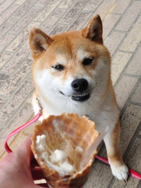 その熱い視線に負けた!_a0126590_1203332.jpg