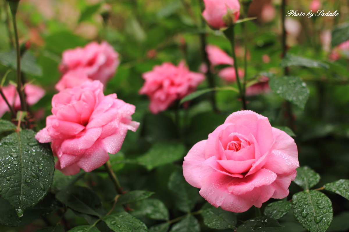 河口湖オルゴール美術館・ROSE GARDEN_d0192990_18431263.jpg