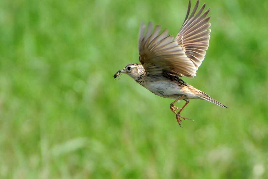 2011 06 17 田園鳥撮影_a0143491_2305437.jpg