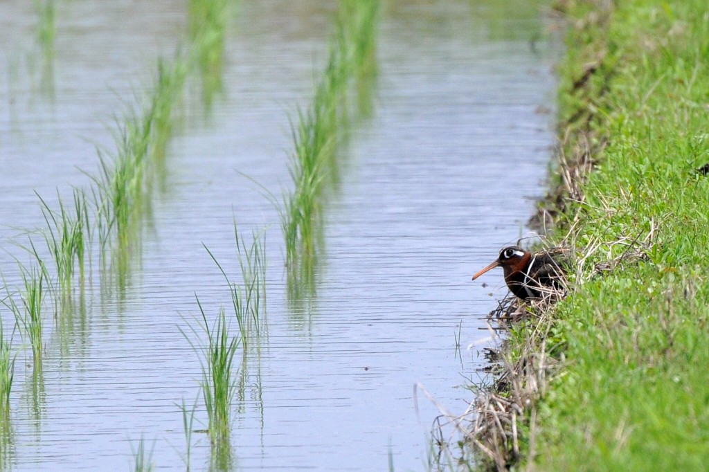 2011 06 17 田園鳥撮影_a0143491_2432033.jpg