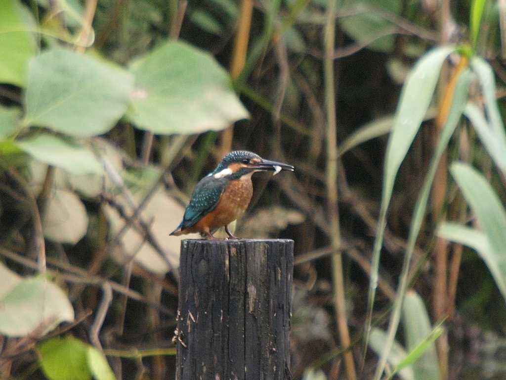 d0050693_170454.jpg