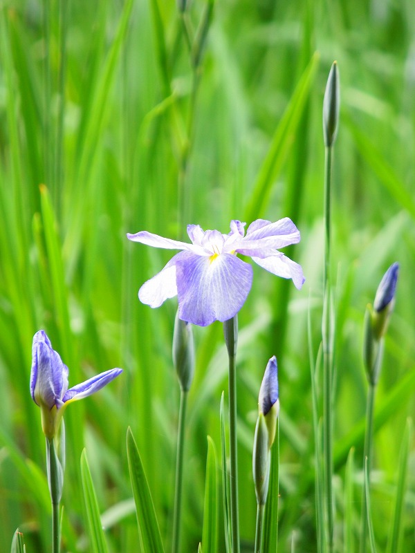 富士フォトやました写真塾 ~明治神宮花菖蒲~_a0110794_153910.jpg