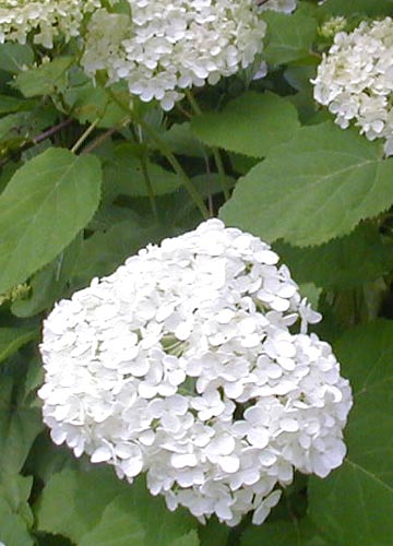 ●梅雨時の白花三題、その4_d0053294_11103978.jpg