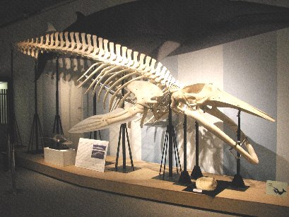 萩博物館企画展 萩 北浦のクジラ文化 展は明日までです 萩博ブログ