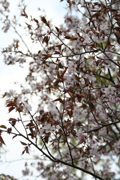 2011.5.26　　桜が咲いてからもう１月近くたってます_d0160199_21442175.jpg