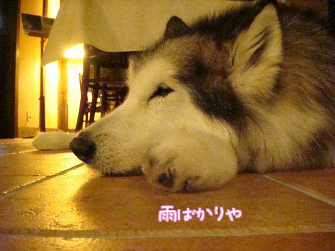 本物の雨女?_f0064906_17363644.jpg