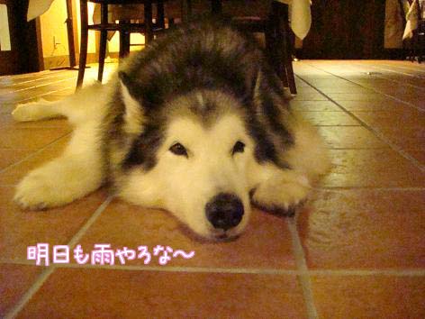 本物の雨女?_f0064906_17364965.jpg