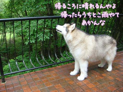 本物の雨女?_f0064906_18101610.jpg