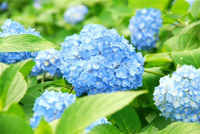 哀しいかな、未だに思い浮かべるのは「城之内 早苗」。_c0116714_2353240.jpg