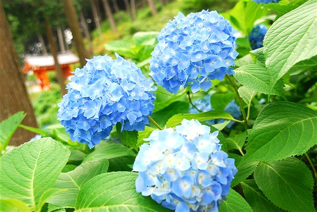 哀しいかな、未だに思い浮かべるのは「城之内 早苗」。_c0116714_236167.jpg